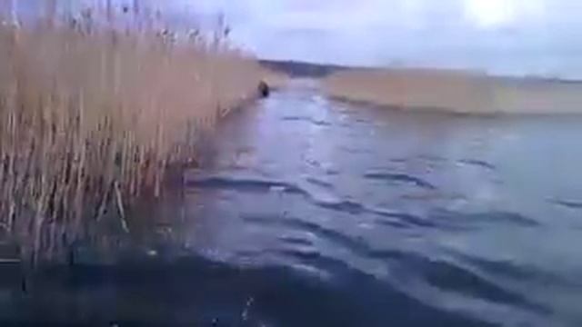 Сети в брод под камыш