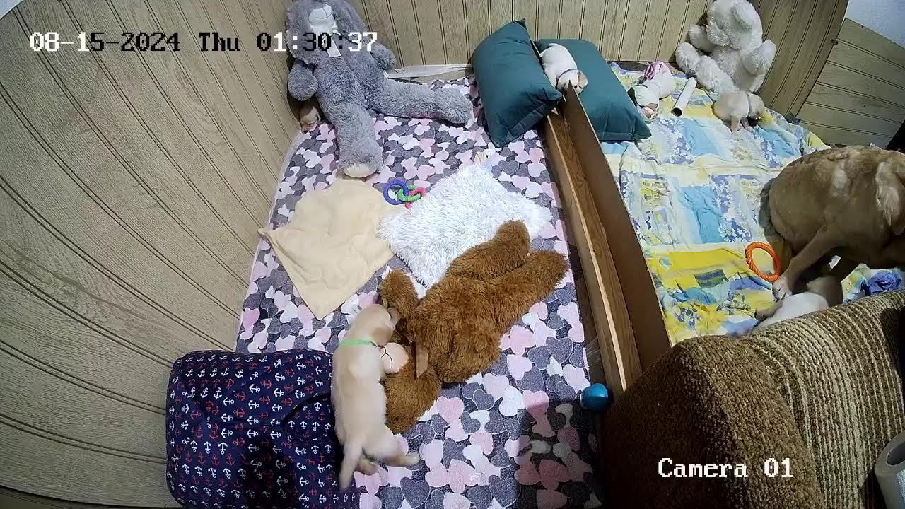 Щенки Лабрадора / ПРОДАЮТСЯ / НОВОСИБИРСК/ SHATSKIKH`S DOGS / 8-962-831-94-91/ Labrador puppies sale