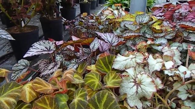Last UK Visit - Dibley's Streptocarpus & Begonia Nursery