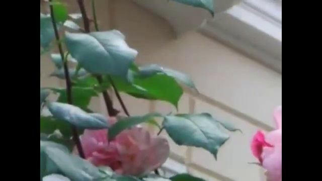 Как свежи эти розы! Слайд-шоу.