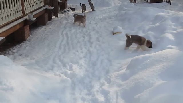 Щенки кавказского волкодава.Часть 2.