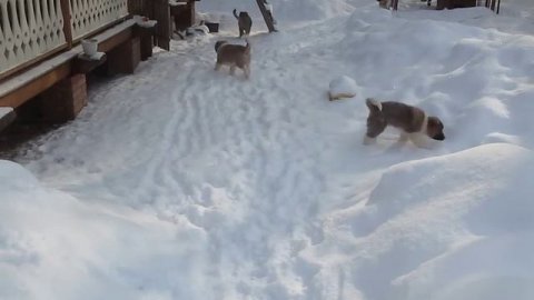 Щенки кавказского волкодава.Часть 2.