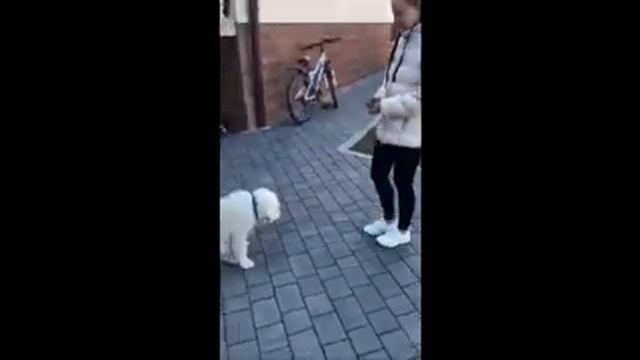 Тренировка щенка Польская подгалянская овчарка, команды "Сидеть", "Лежать", "Стоять".