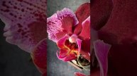 Phal. Montpellier peloric (butterfly) ? Цветение ароматной голландской орхидеи бабочки Монпелье ?
