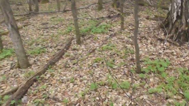 весенние грибы установка ловушек на куницусуас чага