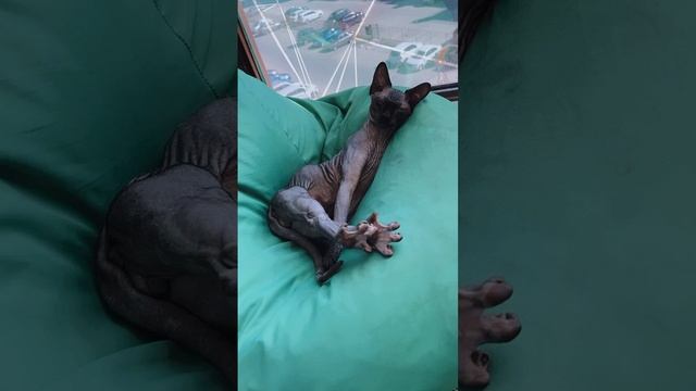 Котенок на чиле