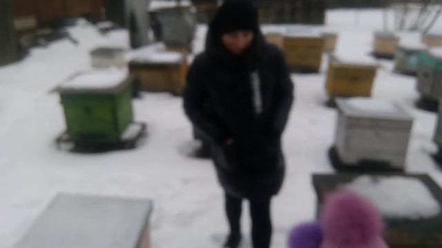 Зимние работы на пасеке. Контроль зимовки.1 часть.