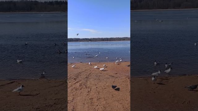 Чайки