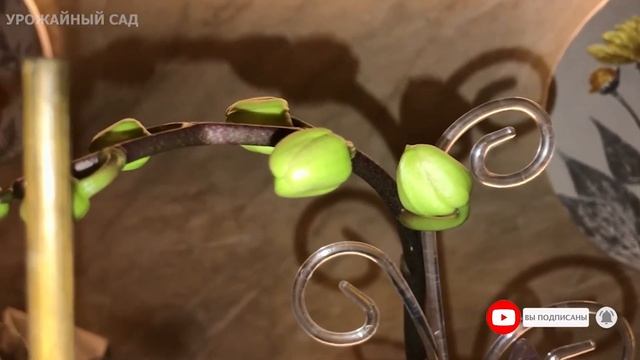 4 Капли и Любой Домашний Цветок Вмиг Оживает, Снова Зеленеет и Пышно Зацветает!