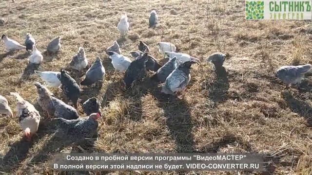 Экоферма СытникЪ - Курочки на свободном выгуле