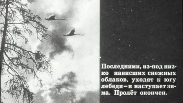Диафильм "ПЕРЕЛЁТНЫЕ И ЗИМУЮЩИЕ ПТИЦЫ"
