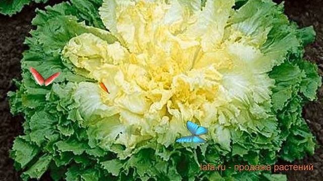 Эндивий весенний Весенний vesenniy ? эндивий Весенний обзор: как сажать семена эндивия Весенний