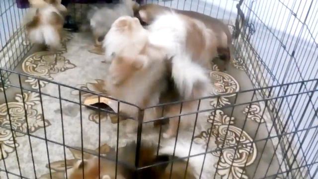 Мои собачки