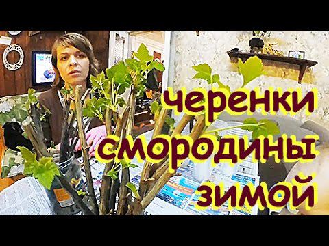 Сажаем ЧЕРЕНКИ СМОРОДИНЫ ЗИМОЙ! Первые саженцы.