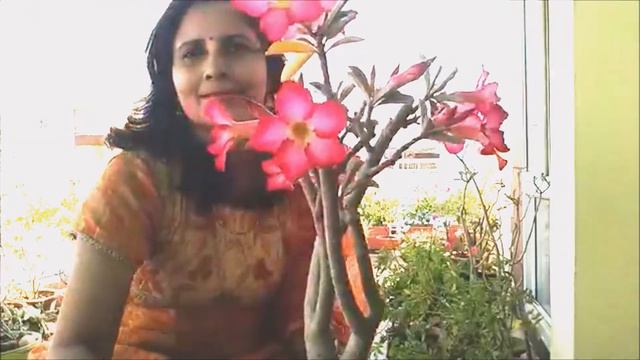 Adenium   The Desert Rose @ Home