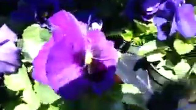 Inspire Plus Pansy