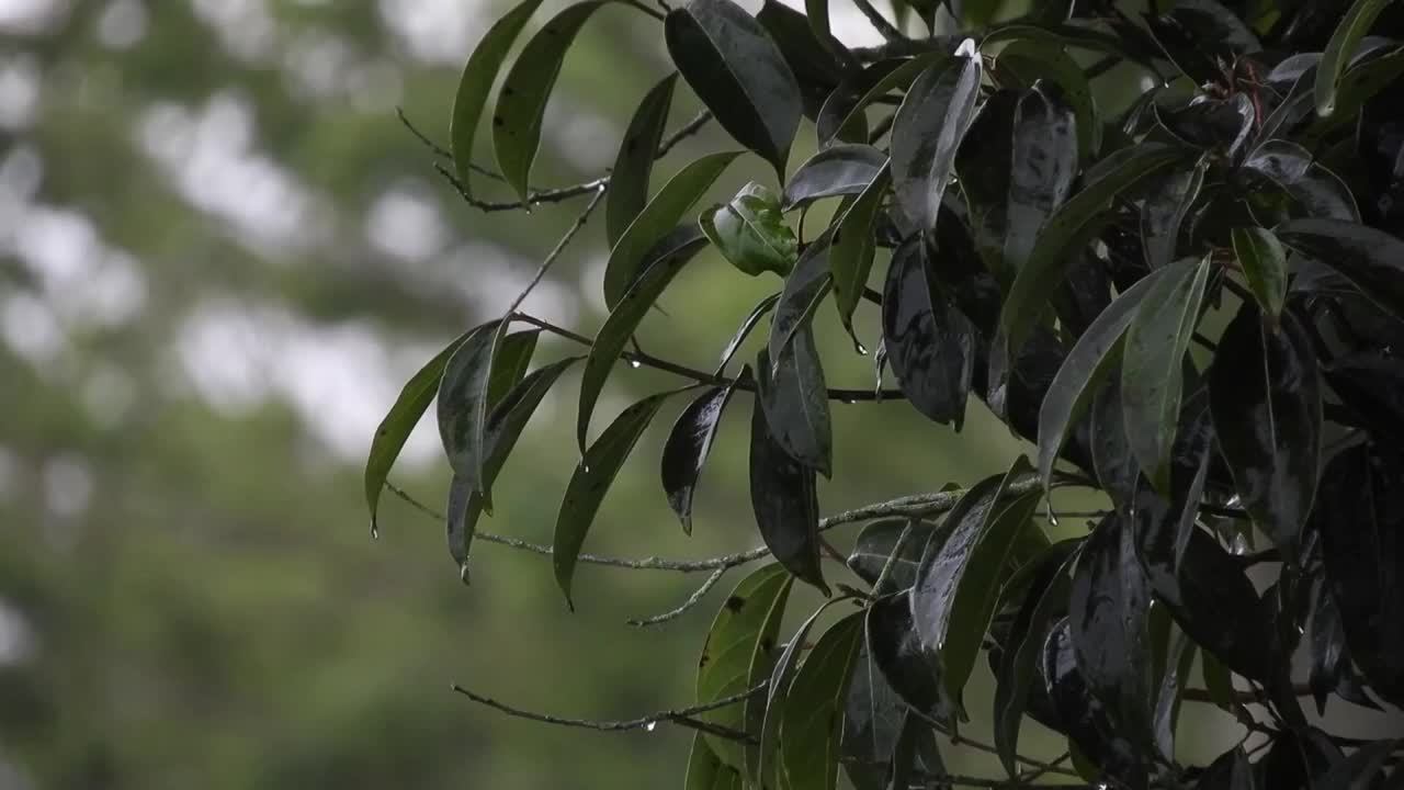 музыка