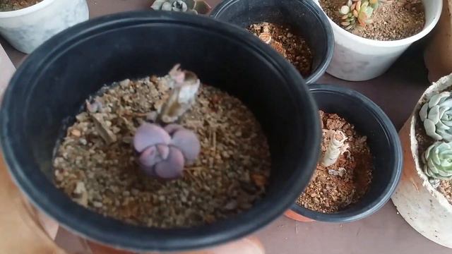 || WHY I PREFER STEM PROPAGATION RATHER THAN LEAF PROPAGATION ||