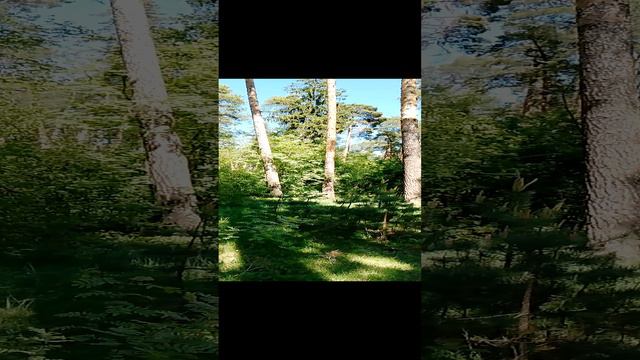 Прогулка в сосновом лесу: красота природы, высокие деревья сосны и ели, весенняя зелень. 19 мая. Ч.2