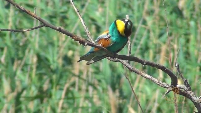 Пернатые Маныч Гудило  Feathered lakes Manych
