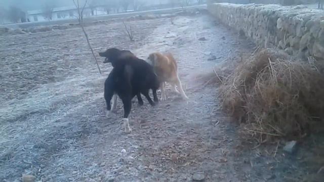 Саги Рарз