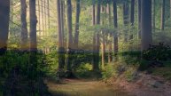 Peaceful Relaxing Instrumental Music, Meditation Clam Music "Pathways to Wonder" by Tim Janis