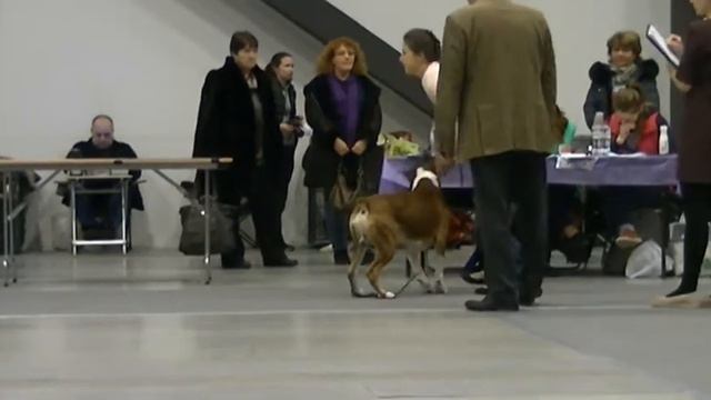 CACIB Кубок Президента РКФ 2016 кобели чемпионы