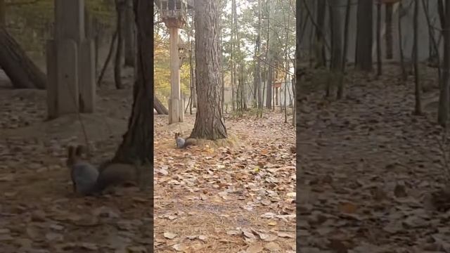 Белка в Сургуте