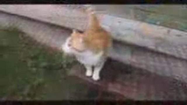 Русские коты!