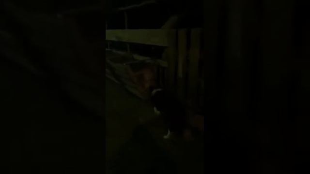 Ферма это мечта собаки