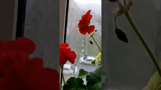 19.о4.2022 год.         ПЕЛАРГОНИЯ НА ПОДОКОННИКЕ.        ЗИМНЕ - ВЕСЕННЕЕ ЦВЕТЕНИЕ.