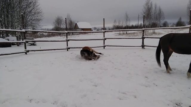Мерин белорусской упряжной породы Ден как ребенок радуется снежку.