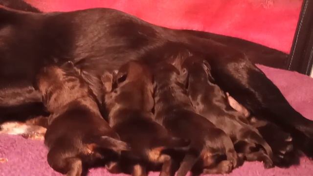 Малыши Г18. Пти брабансоны