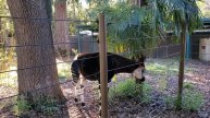 Creation Quest Zoo Minute - Okapi