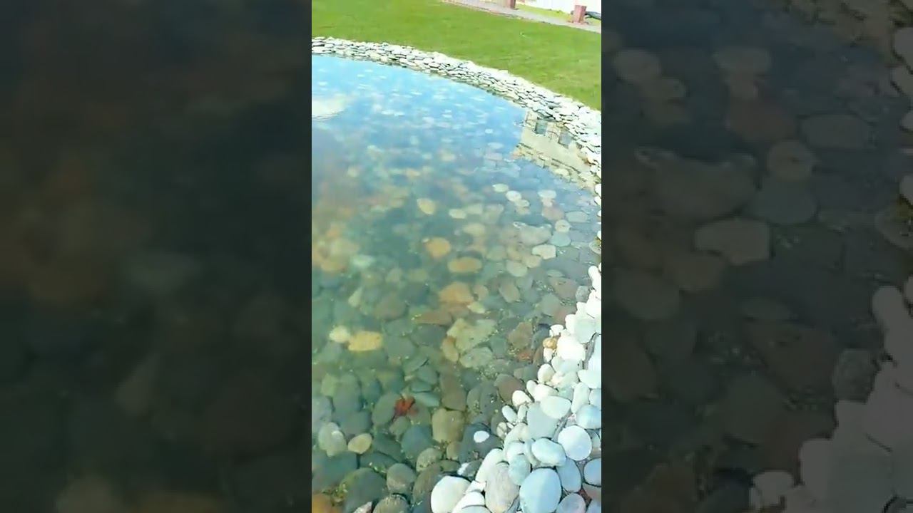 Прудик на участке