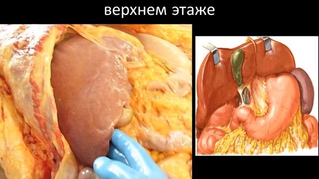 Учебное видео по теме: "Брюшина"