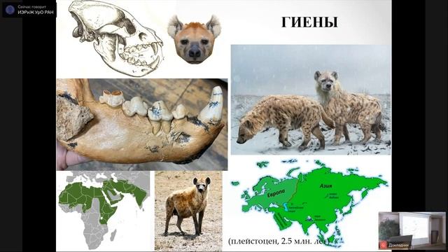 NAUKA 0+ Лекция Д.О. Гимранова "Хищники от рыб до медведей"