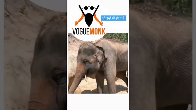 Voguemonk- How an elephant wipes his tears!