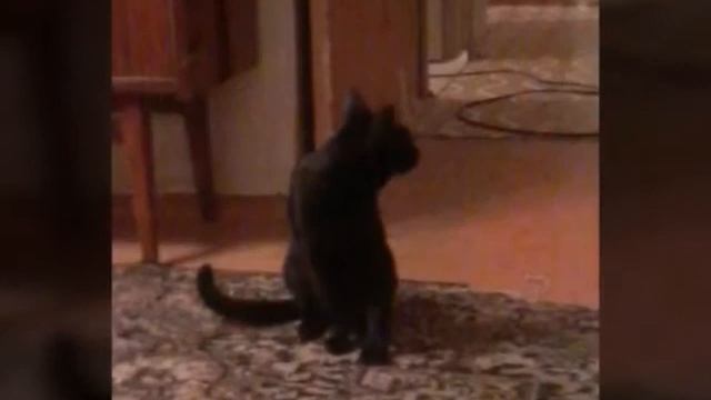 Топ 20 фото моего кота Кузи!