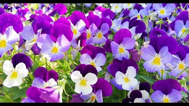 Уходящее ЛЕТО  (МУЗЫКА РЕЛАКС) #эту_музыку_можно_слушать_вечно #красивая #музыка Медитация Сон.mp4