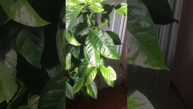 Лимон из косточки. в метр высотой. Продолжение следует...