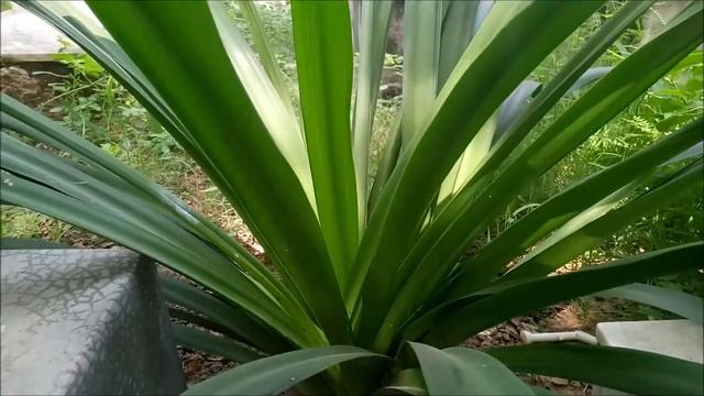 Hymenocallis, the White Spider Lilies