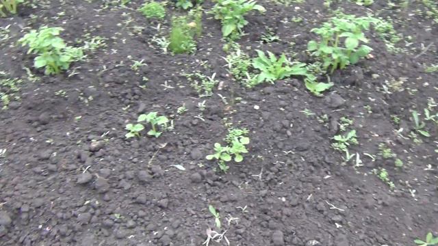 Картошка окучиваем 23 июня взошла садили картофель 6 июня взошла картошка 14 июня 1