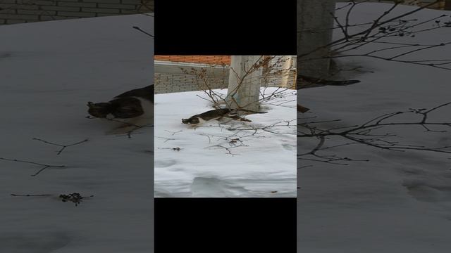 Пушистик и листик