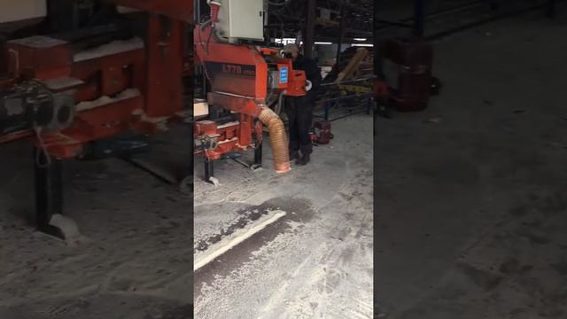 Опилки после ленточной пилорамы