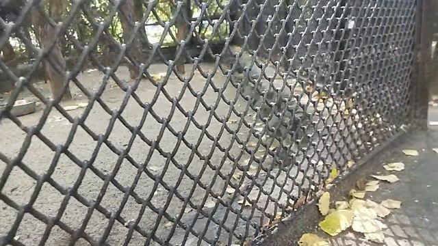 VID_20240914_122957.mp4