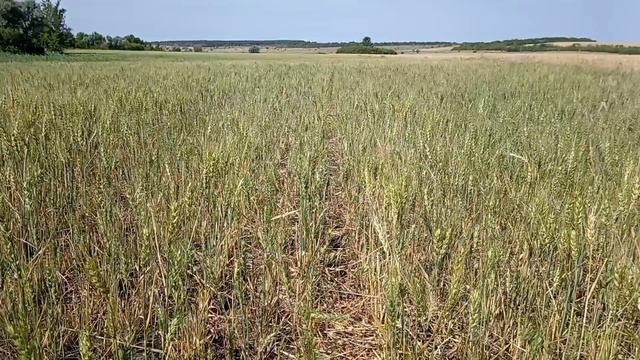 Озимая пшеница на 23 июня