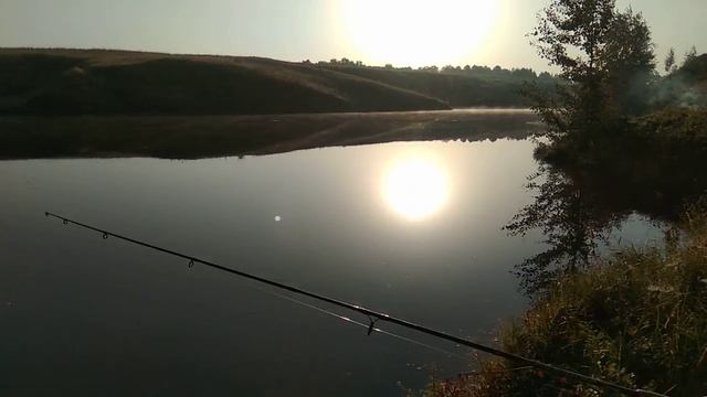 Зеркальный карп на матч. 9кг