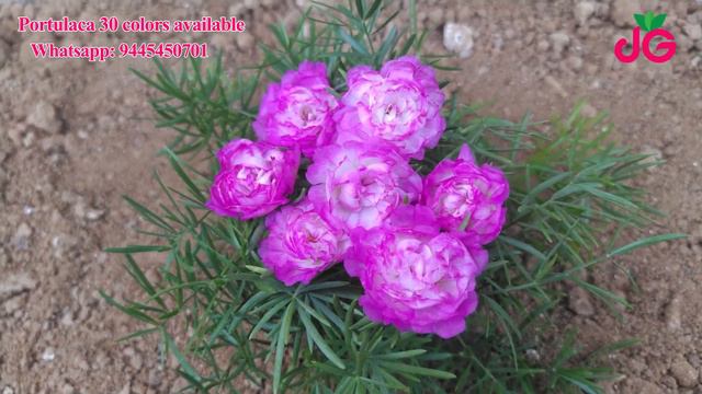 Portulaca - Purslane - Cindrella - Jumbo - 80 Colors Available - Pathumani  -  Whatsapp : 944545070