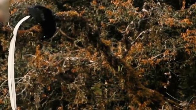 Астрапия  единственная в мире птица которой мешает летать... собственный хвост.
